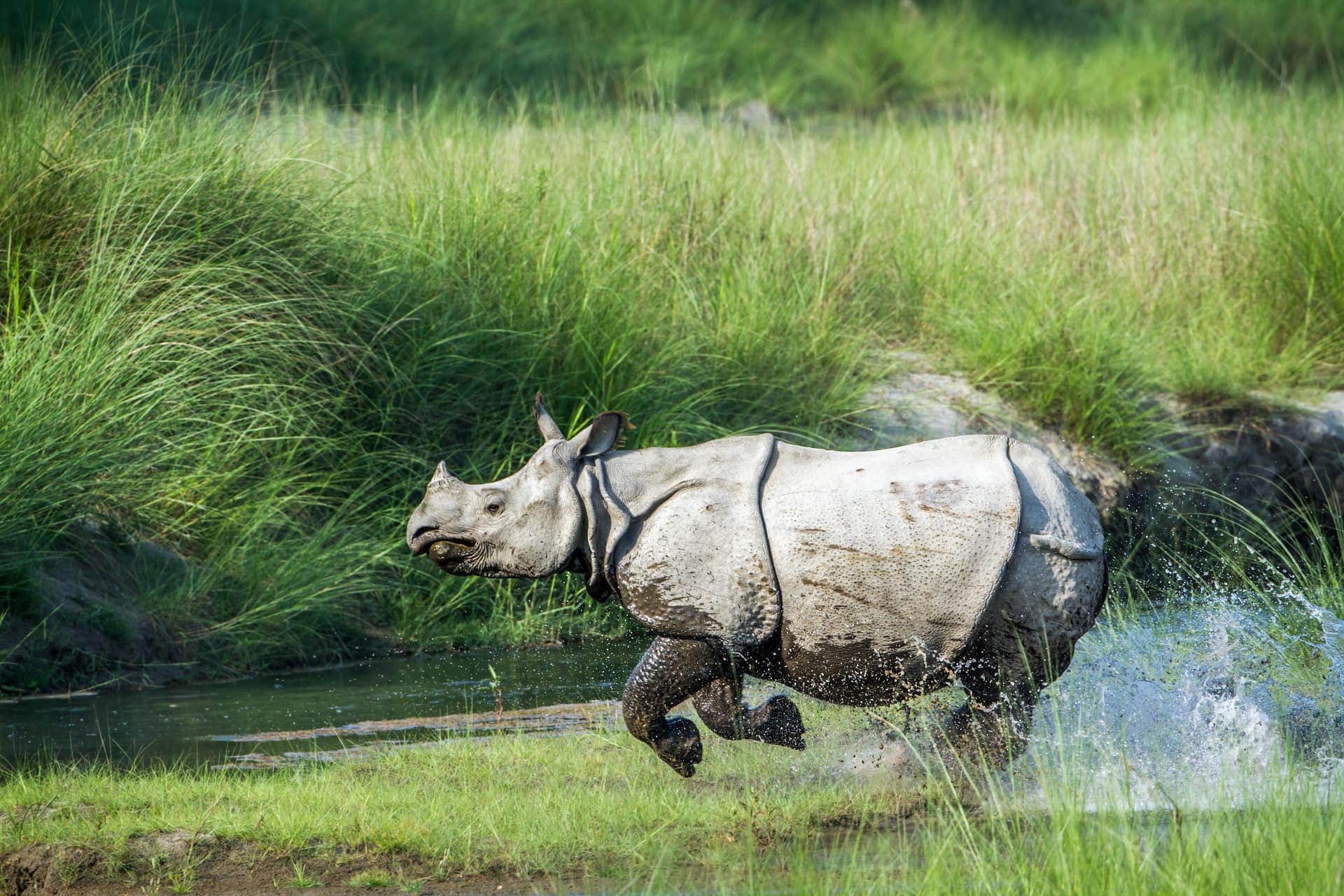 Asian Rhino - Kaziranga National Park in Assam, India