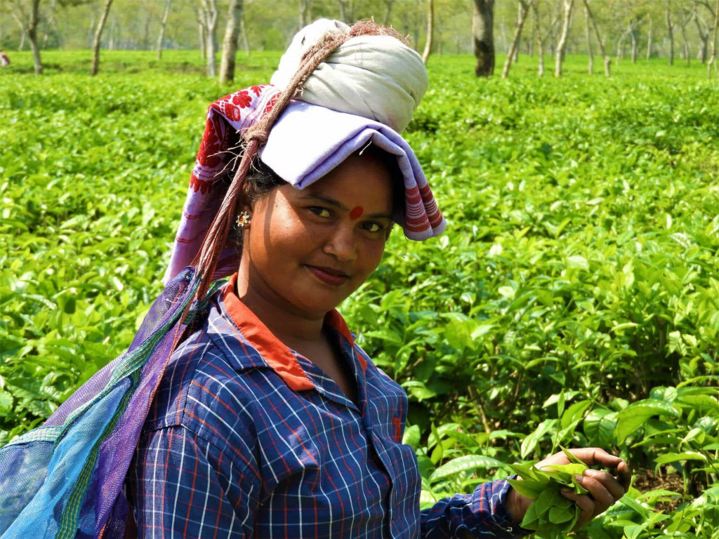 Tea Plucker Lady in Assam, North east India