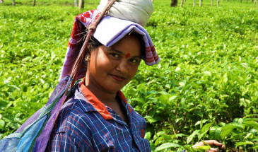 Tea Plucker Lady in Assam, North east India