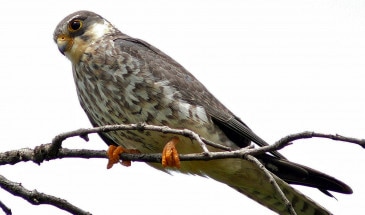 Female Amur Falcon Migration in Nagaland