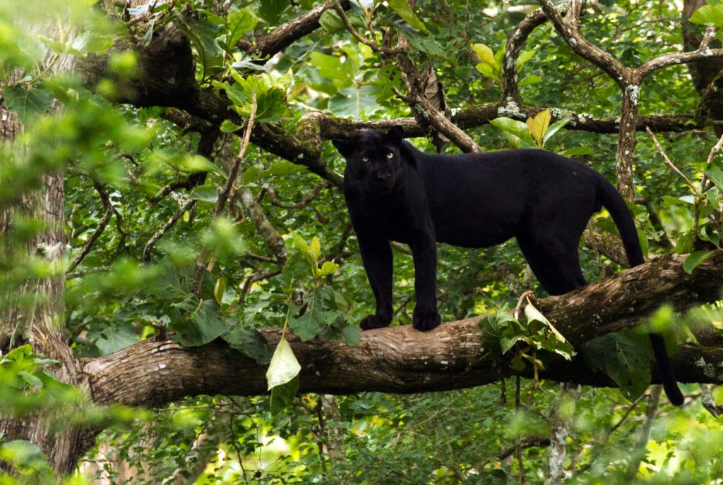 Black Panther, Nagarhole National Park