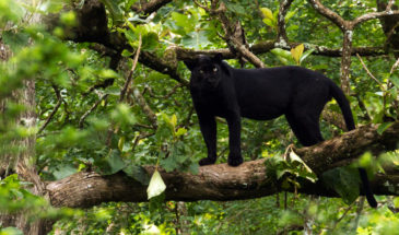 Black Panther, Nagarhole National Park