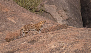 Leopard with its natural camouflage in Bera, Rajathan