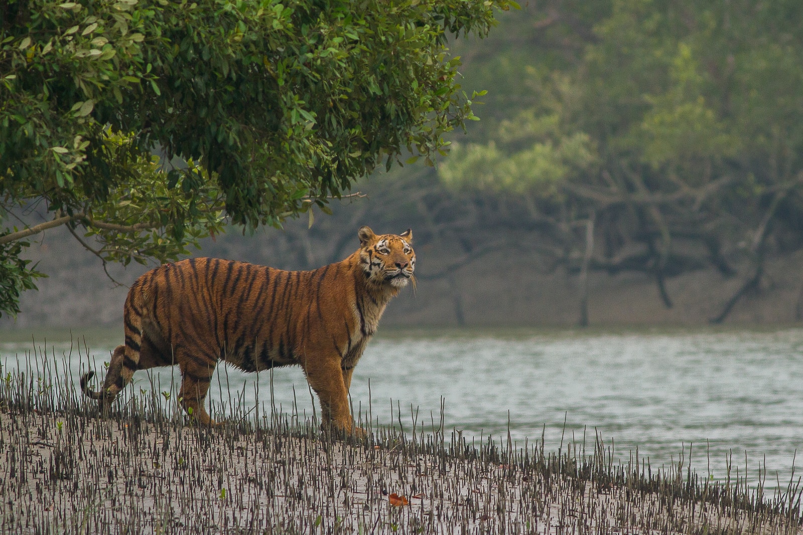 Animals in India, where to observe wild animals?