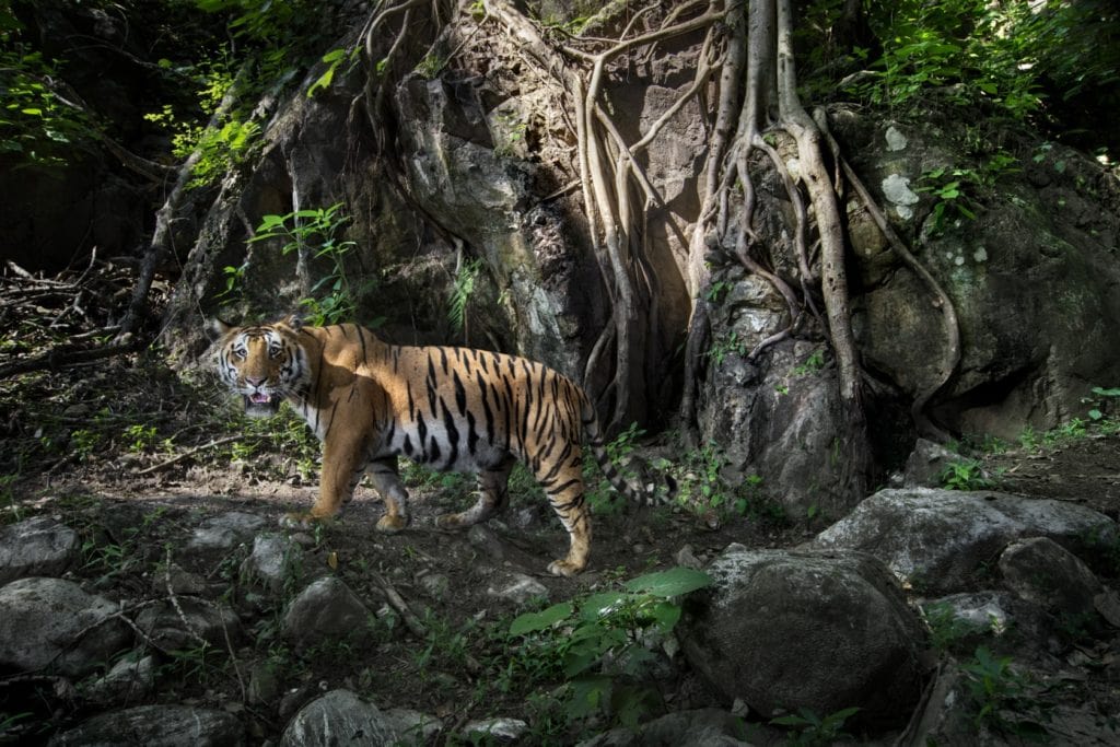 Tiger at Chitwan National Park, Paul McDougall