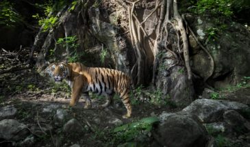 Tiger at Chitwan National Park, Paul McDougall