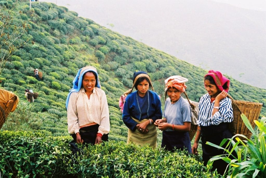 Tea plantation in Lava, Kalimpong