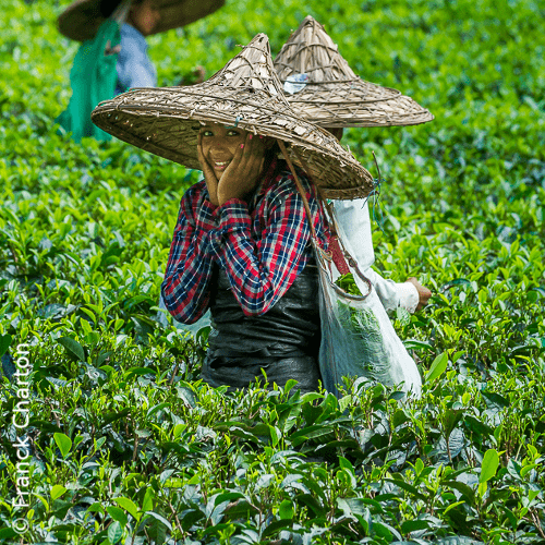 Assam Tea Garden – Tea Tasting Tour in North East India