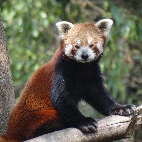 Wildlife Safari Tours – Red Panda in North East India